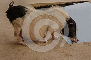 Black and white pregnant pig in farm.