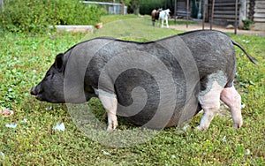 Black and white pregnant pig on free range farm