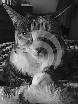 Black and White | Pretty Junior Tabby Girl Cat Relaxing