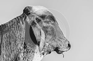 Black and white profile portrait of a cow