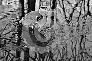 Black and white protrait from egret standing in water