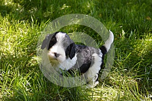 Black and White Puppy