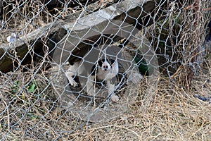 Black and white puppy behind a fence