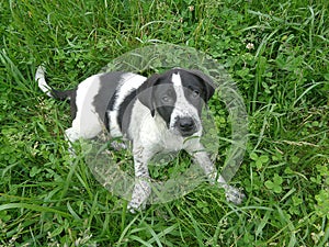 Black and white puppy among clover leaves and green grass