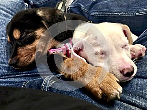 Black and white puppy dogs sleeping togheter on my legs