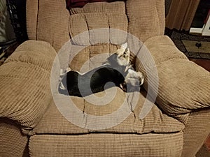 Black and white puppy sleeping on brown chair