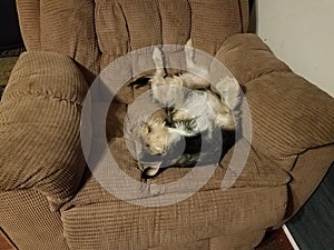 black and white puppy sleeping on brown chair