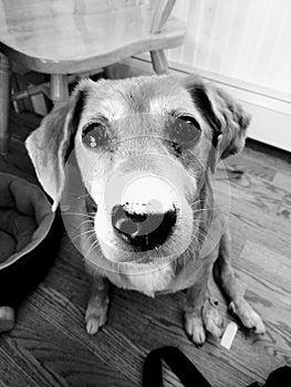 Black and white puppy stare old dog beagle