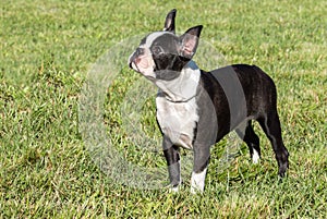 Black and white purebred French Bulldog pet dog standing in grass field