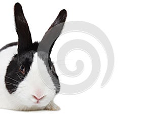 Black and white rabbit, Dutch breed