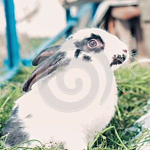Black and white rabbit on the grass