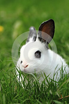 Black and white rabbit in the grass