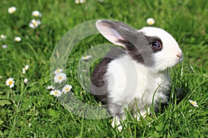 Black and white rabbit in the grass
