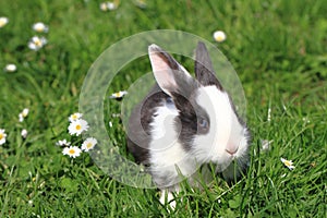 Black and white rabbit in the grass