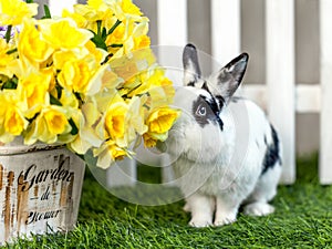 Black and white rabbit on grass near the fence