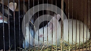 Black-and white rabbits sit in cage and eat grass