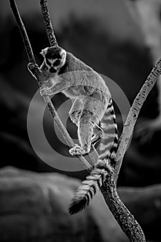 Black and White Rakoon