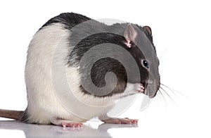Black and white Rat