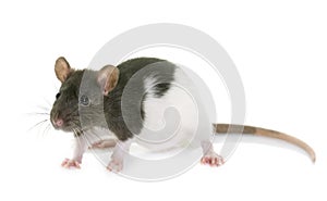 Black and white rat