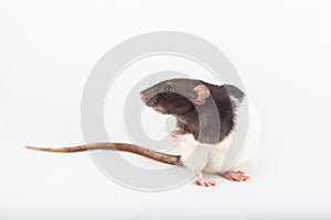 Black and white rat isolated on a white background