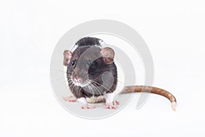 Black and white rat isolated on a white background