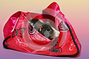 Black and white rat in purse