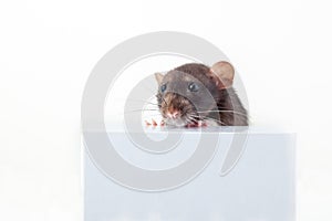 Black and white rat stands with its front paws on the box and peeks out from behind it. isolated on a white background