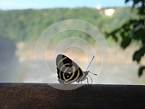 Black, white and red butterfly