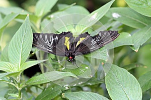 Black , white and red butterfly