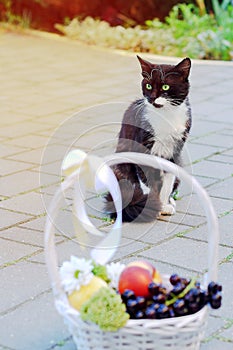 Black and white with a red cat sitting near a basket of fruit