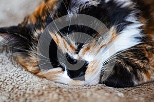 Black white red cat sleeping, close up portrait