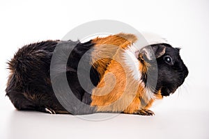 Black,white and red guinea pig