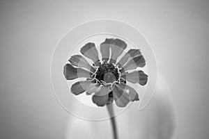 Black and White of Red Petals and Pistil Yellow Stamen Flower