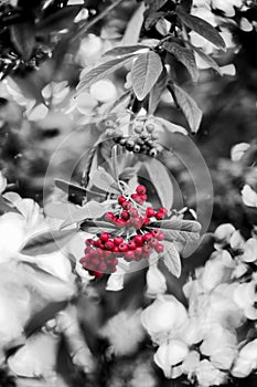 Black and white and red Stramvaesia dividiana, the Chinese Photinia with Bookeh. Leipzig, Germany, Europe.