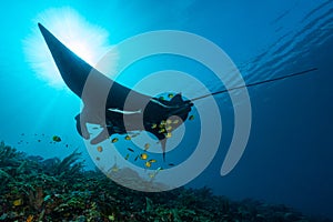 Black and white reef manta ray flying around a cleaning station in cristal blue water