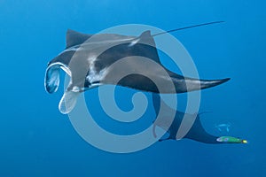 Black and white reef manta ray flying around a cleaning station in cristal blue water