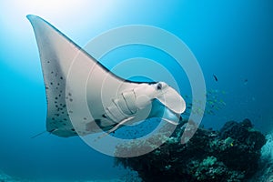 Black and white reef manta ray flying around a cleaning station in cristal blue water