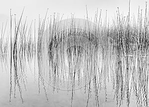 Black and white of reflecting reeds in water