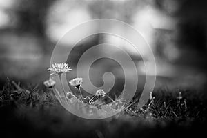 Black and white relaxing sunset closeup daisy flowers in garden meadow field with natural bokeh, soft focus