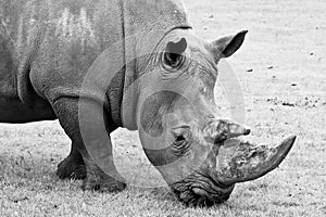 Black and white Rhino