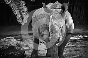 Black and white rhino photo