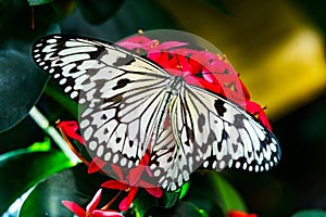 Black White Rice Paper Paper Kite Butterfly Pink Flowers