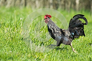 Black and white rooster chicken running in green grass