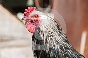 Black and white rooster closeup
