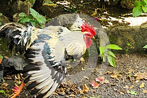 Black and White Rooster flapping