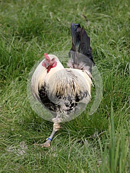 Black and white rooster strutting in long grass.