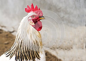 Black and white rooster