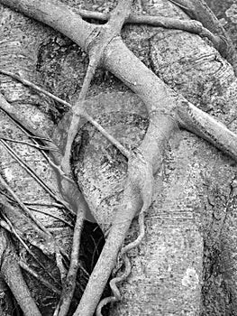 Black and white , root of the tree