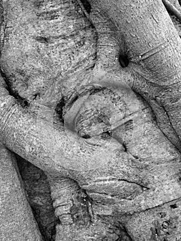 Black and white , root of the tree