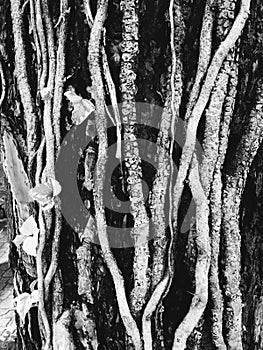 Black and white root of tree